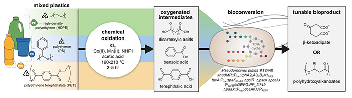 Concept for the upcycling of mixed plastic waste through tandem chemical oxidation and bioconversion.