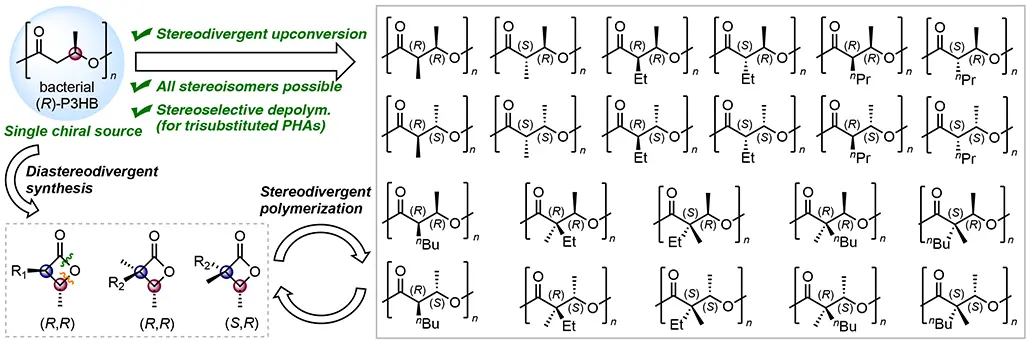 Graphical depiction of the stereodivergent transformation of naturally occurring bacterial poly(3-hydroxybutyrate) [(R)-P3HB] into all possible stereoisomeric polyhydroxyalkanoates (PHAs).